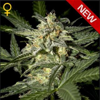 9438 - Auto White Widow  1 u. fem. Green House