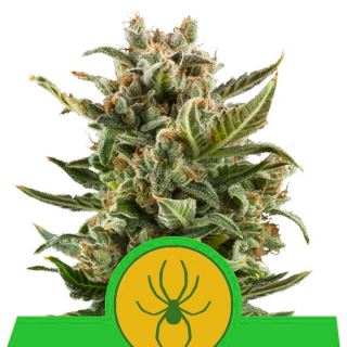 AWWR1 - Auto White Widow  1 u. fem. Royal Queen