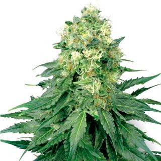 Auto White Widow  1 u. fem. White Label