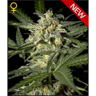 AWWGH3 - Auto White Widow  3 u. fem. Green house