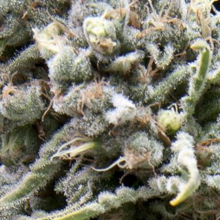 5431 - Auto White Widow  3 u. fem. Pyramid Seeds