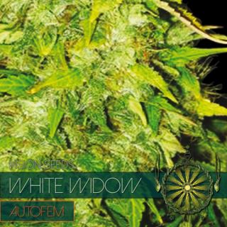 Auto White Widow 3 u. fem. Vision Seeds