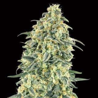 13090 - Auto White Widow XXL   3 u. fem. 00 Seeds