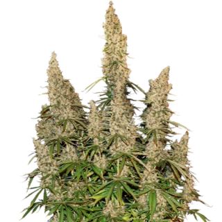 9898 - Auto White Widow fem.  3 u. Seedstockers