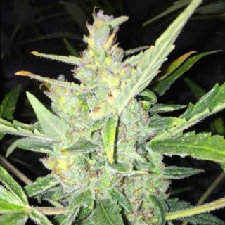 Auto White Widow x Big Bud  4 u. fem. Female Seeds