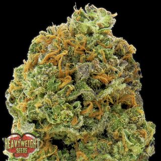 Auto Wipeout Express  3 u. fem. Heavyweight Seeds