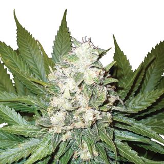 14682 - Auto Wonder Woman  5 u. fem. Nirvana