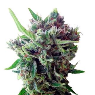 Auto Zamaldelica  1 u. fem. Ace Seeds