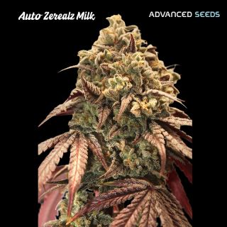 21698 - Auto Zerealz Milk   1 u. fem. Advanced Seeds