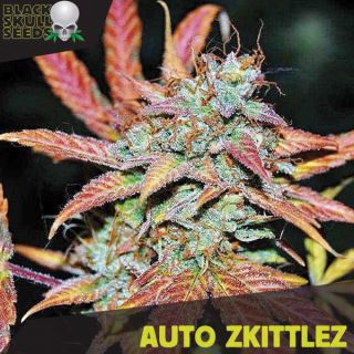 11429 - Auto Zkittlez   3 u. fem. Black Skull Seeds