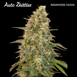17153 - Auto Zkittlez   5 + 2 u. fem. Advanced Seeds