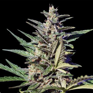 18575 - Auto Zkittlez Og 1 u. fem. Xtreme Seeds