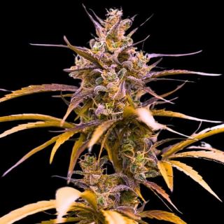 24127 - Auto Zoap 10 u. fem Empire Seeds
