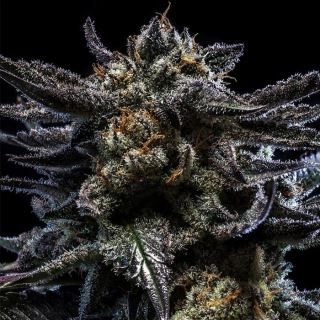 18432 - Auto Zombie Kush 3 u. fem. Ripper Seeds