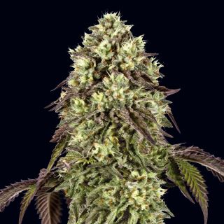 27604 - Auto Zunami Peach  100 u. fem. 00 Seeds