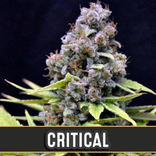 Automatic Critical 3 u. fem. Blimburn Seeds