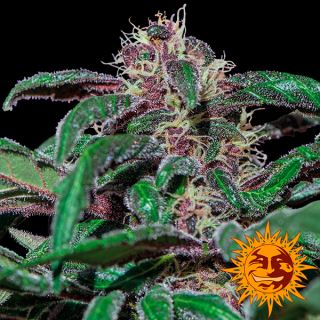 Ayahuasca Purple  1 u. fem. Barney`s