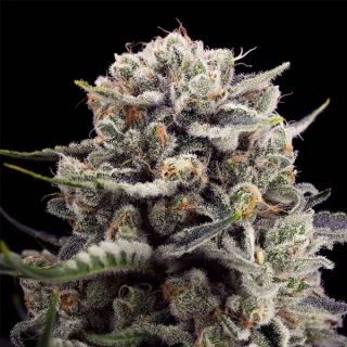 B-45 By Booba  5 ud Silent Seeds