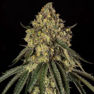 B-52 10 ud Silent Seeds