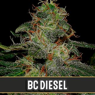 BC Diesel 3 u. fem. Blimburn Seeds