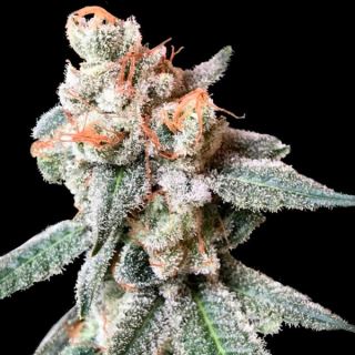12257 - BT7 6 u. fem. DNA Genetics