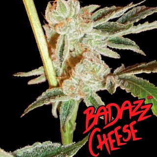 11284 - Badazz Cheese  5 u. fem. Big Buddha Seeds