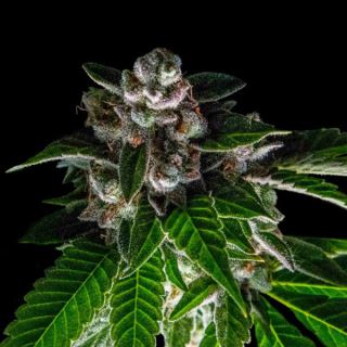 8040 - Baker´s Delight 3 u. fem. DNA Genetics