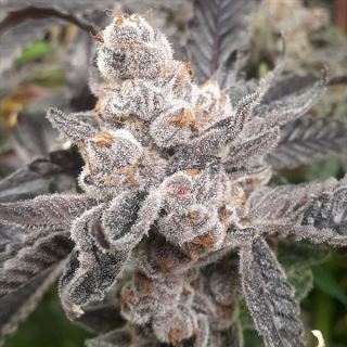 Bakers Fruit 6 ud. fem Elev8 Seeds