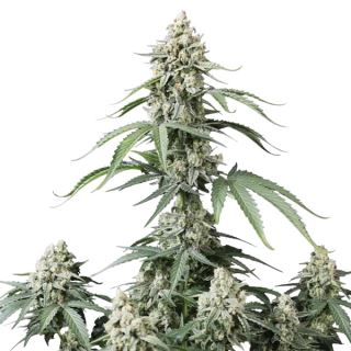 27622 - Banana Cherry Cookies Auto 10 u. fem. FastBuds Seeds