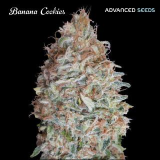 Banana Cookies   3 + 1 u. fem. Advanced Seeds