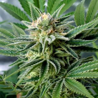 18569 - Banana Core 1 u. fem. Xtreme Seeds