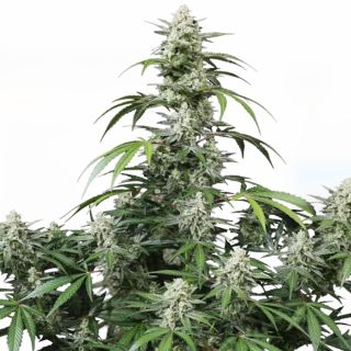 27615 - Banana Frost Auto   1 u. fem. FastBuds Seeds