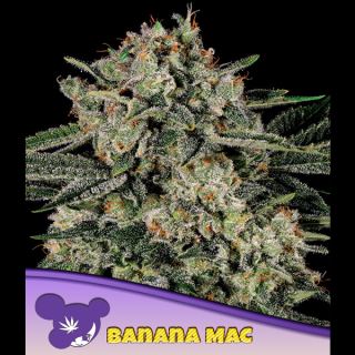 Banana MAC  3 u. fem Anesia