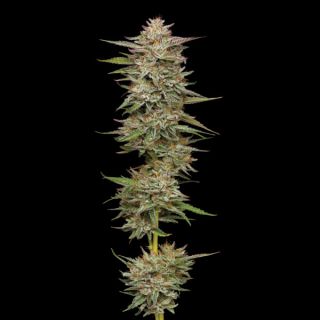 24856 - Banana OG 3 u. fem Humbold Seeds Company