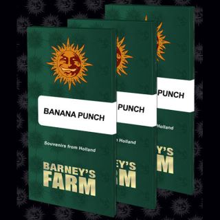15139 - Banana Punch  10 u. fem. Barney's