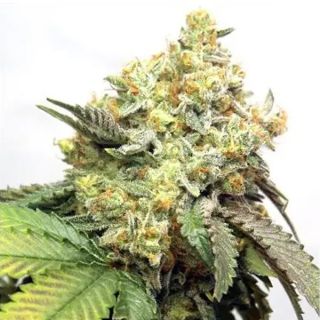 Banana Punch 3+1 u. fem. Vision Seeds