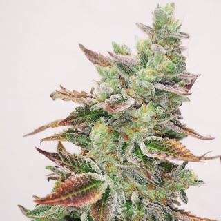 14302 - Banana Purp  10 u. fem. Medical Seeds