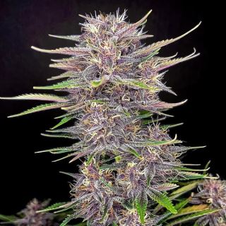 15797 - Banana Purple Punch Auto  1 u. fem. FastBuds Seeds