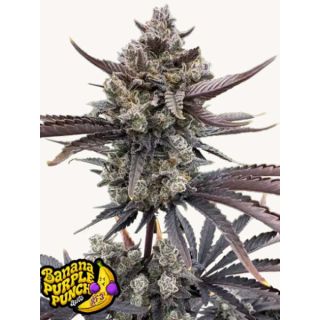 25831 - Banana Purple Punch Auto RF3   3 u. fem. FastBuds Seeds