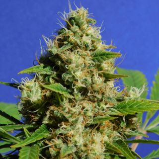 Banana Sherbet   5 u. fem. Original Sensible