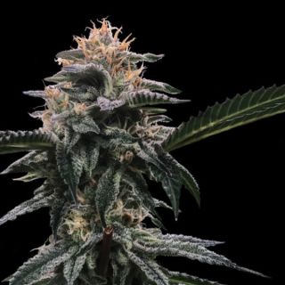 25780 - Banana Sorbet  3 u. fem. DNA Genetics