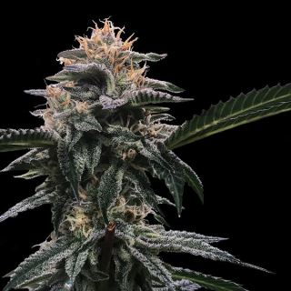 8042 - Banana Sorbet 3 u. fem. DNA Genetics