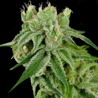 4603 - Banana Split 12 u. reg. CFF DNA Genetics