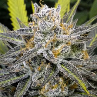 15547 - Banana Split 3 u. fem.  DNA Genetics