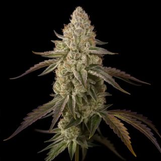 25220 - Banana Velvet Og Triploid  10 u. fem Triploid Seeds