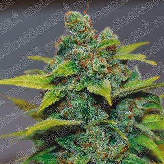 13011 - Banana Zkittlez  3 u. fem. Medical Seeds