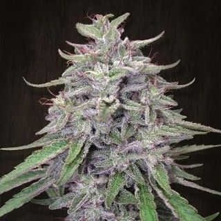 26234 - Bangi Haze   5 u. Regular Ace Seeds