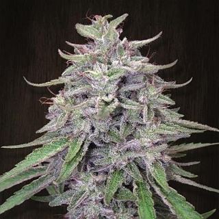 15199 - Bangi Haze  1 u. fem. Ace Seeds