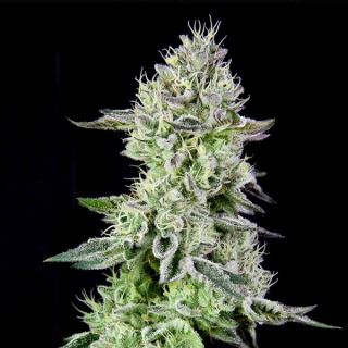 Barbara´s Pie 3 u. fem Grateful Seeds