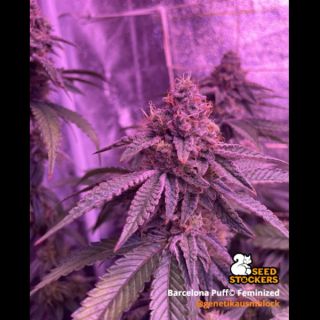 26471 - Barcelona Puff  fem. 25 u. Seedstockers Superior